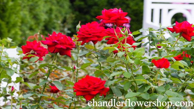 Rekomendasi Jenis Bunga yang Biasa Ada di Pernikahan