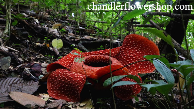 Bunga-Bunga Langka di Dunia yang Menakjubkan dan Sulit Ditemui