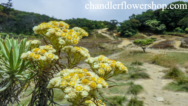 Keindahan Bunga Pegunungan yang Menyegarkan Mata