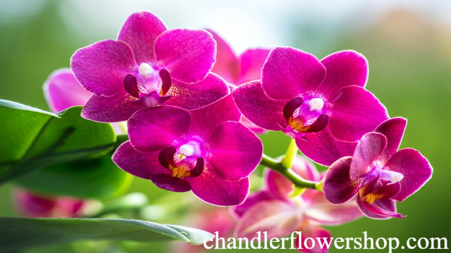 Bunga-Bunga yang Namanya Sering Dipakai dalam Kehidupan Sehari-hari